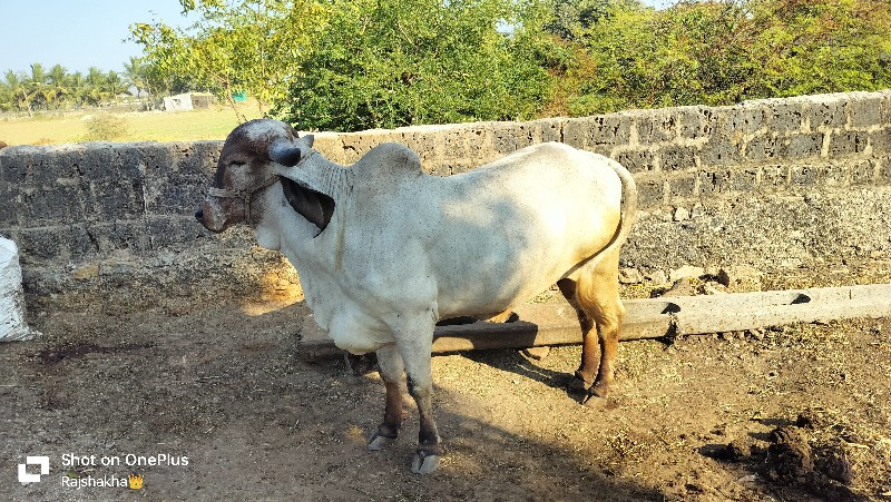 લેવી હોય તો જ ફ...