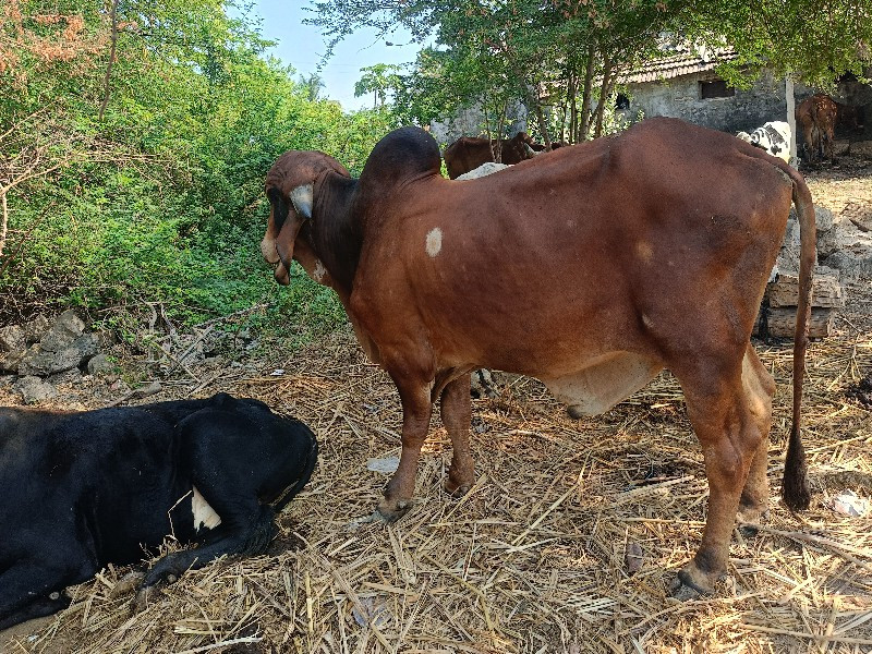 ગીર ખુટ વેચવાનો...