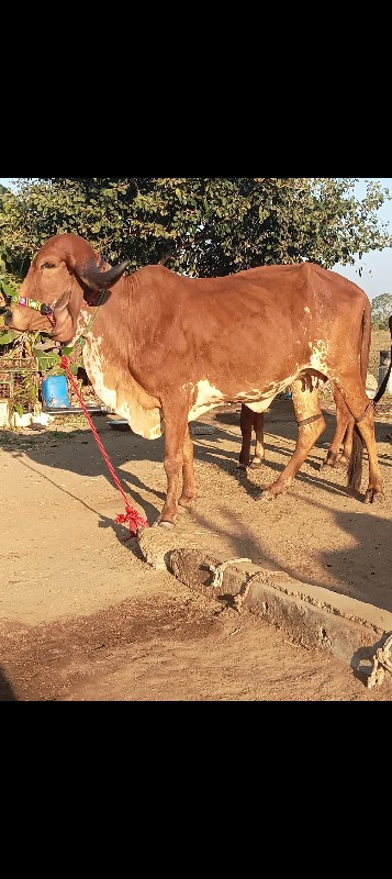 2 ગીર હોડકી વેચ...