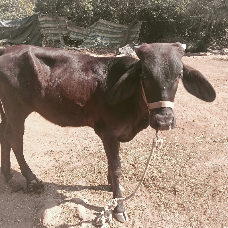 વાછરડી વેચવા ની...