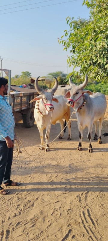 ગોઢલા વેચવા ના...