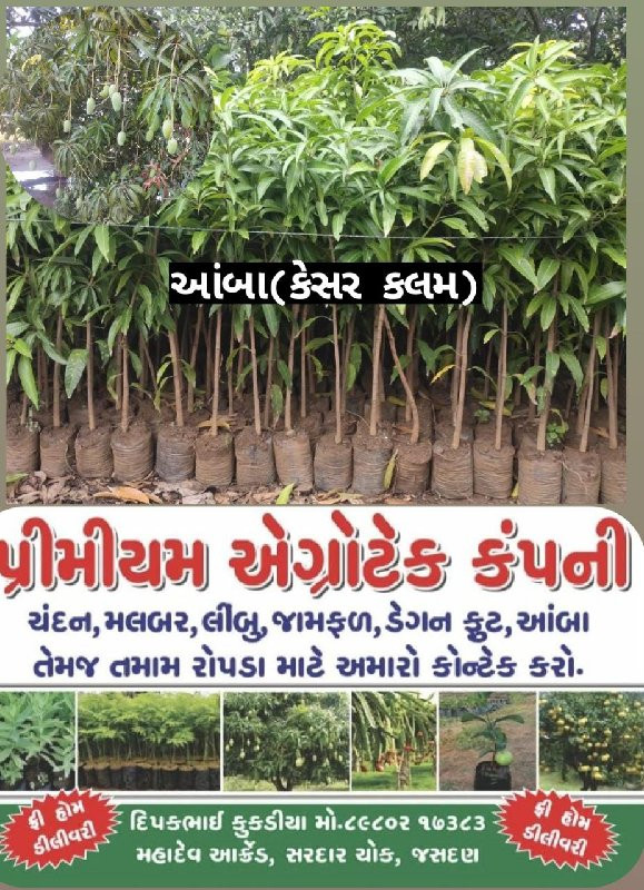 તમામ બાગાયતી રો...