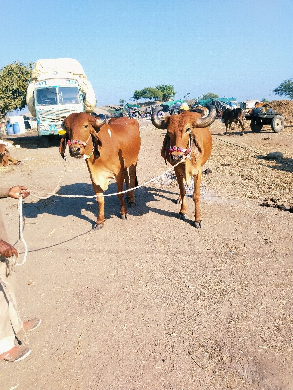 બબ્બે વાવણી વાઘ...