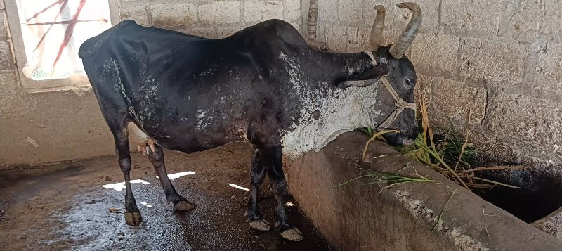 ગાય વેચવાની છે