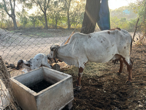 Gay Vechvani