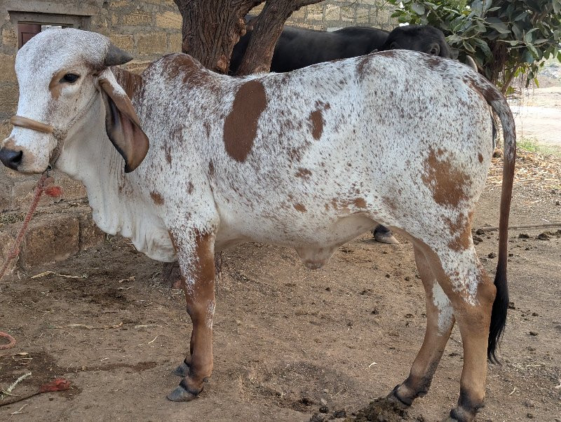 ગાય વેચવાની છે...