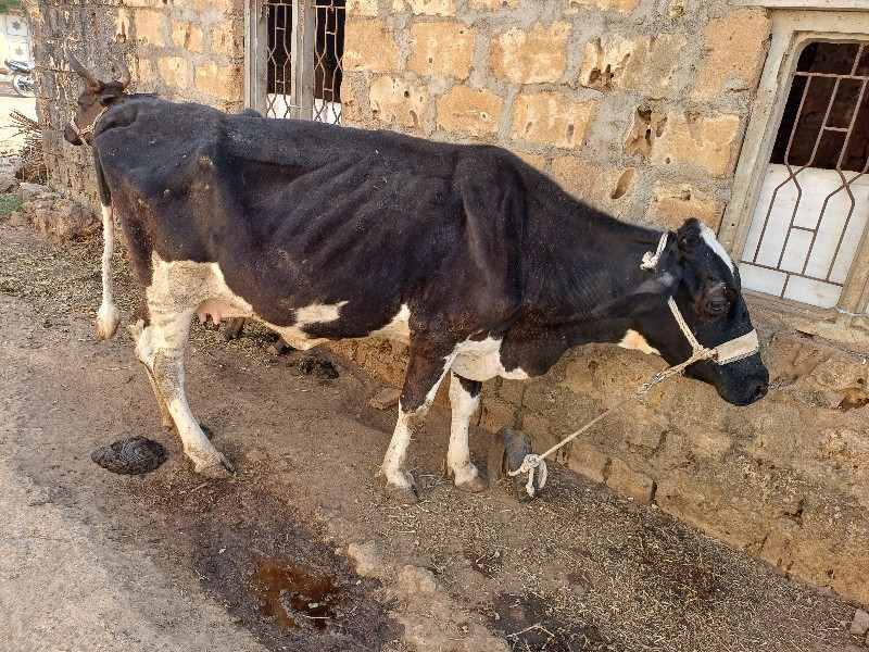 ગાય  વેસવાની છે