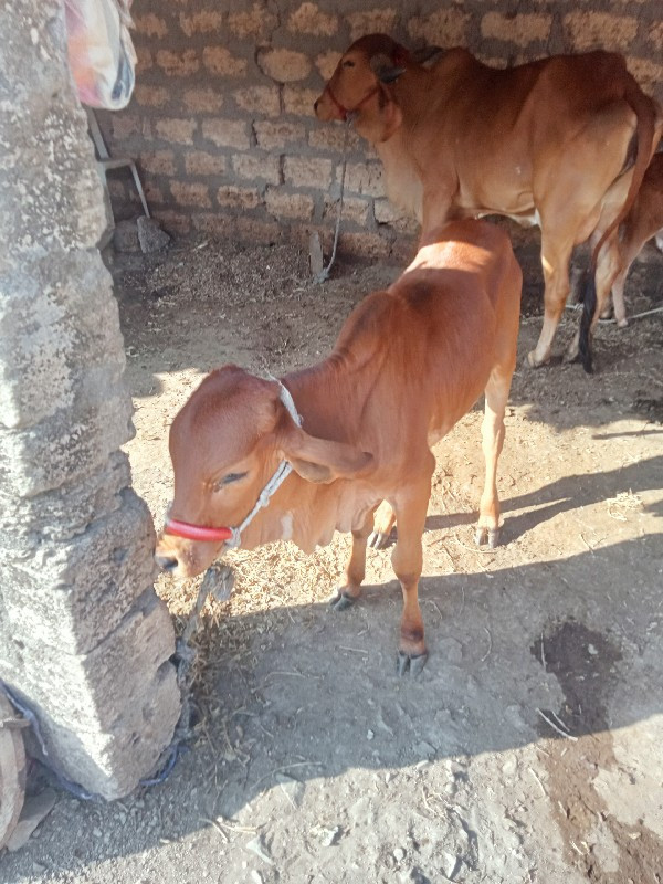 ગાય વેસવાનીસેવી...