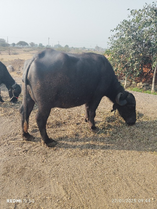 બે ભેંસ વેચવાની...