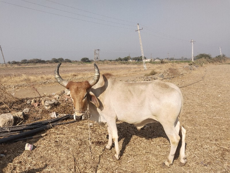 બળદ વેચવાના છે