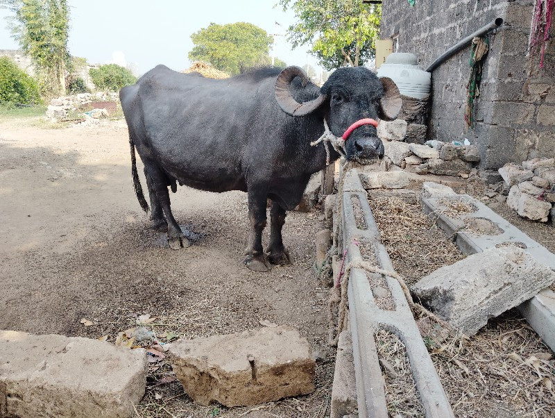 ભેસ વેચવાની છે