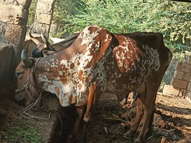 ગીર ગાય આપવાની...