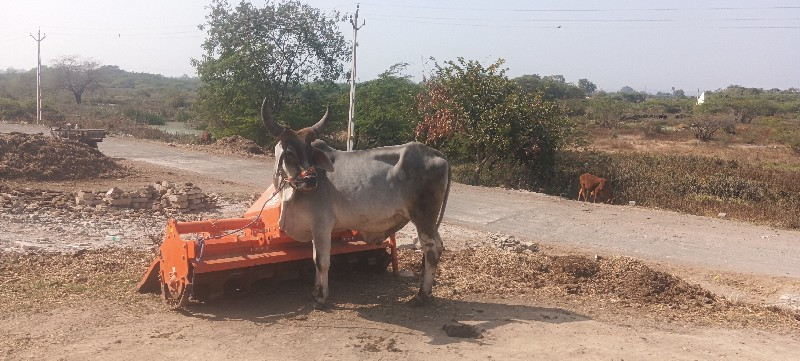 ગોઢલા વેચવાના છ...