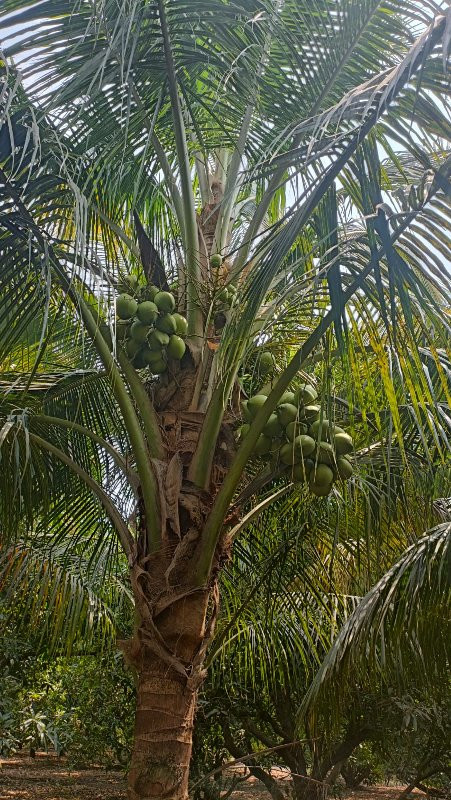 coconut plant 🌴...