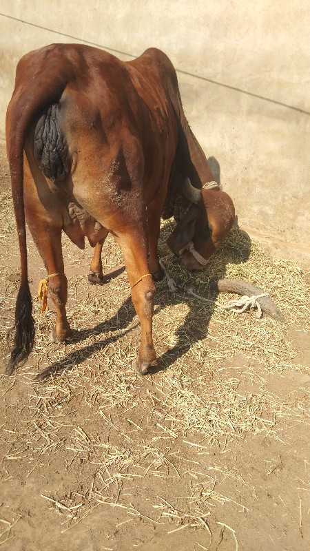 ગીર હોડકી વેચવા...