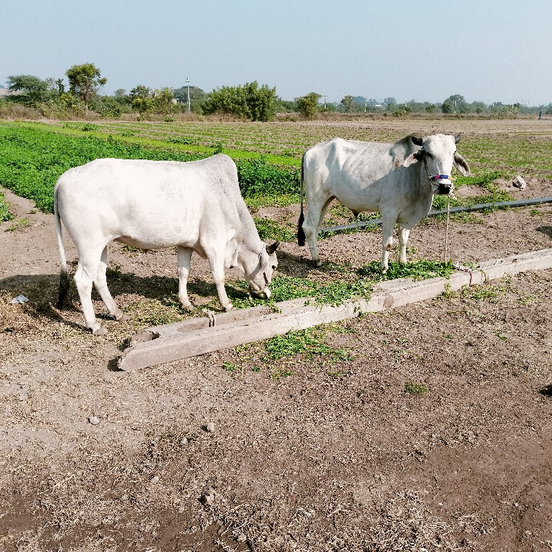 ગોઘલા