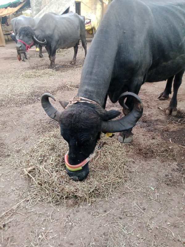 ૩જુ વેતર ૨મહીના...