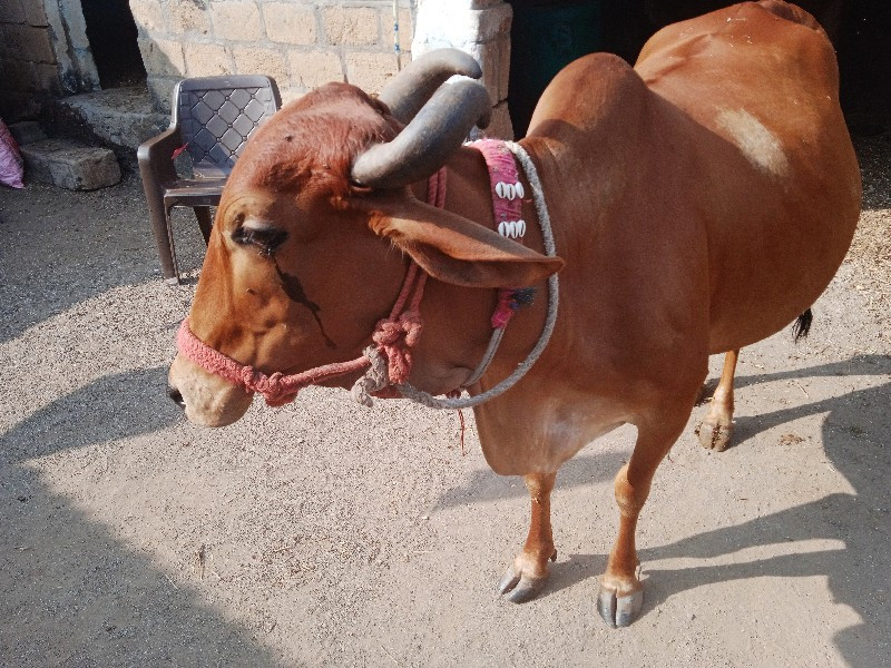 ગાય વેચવાની છે