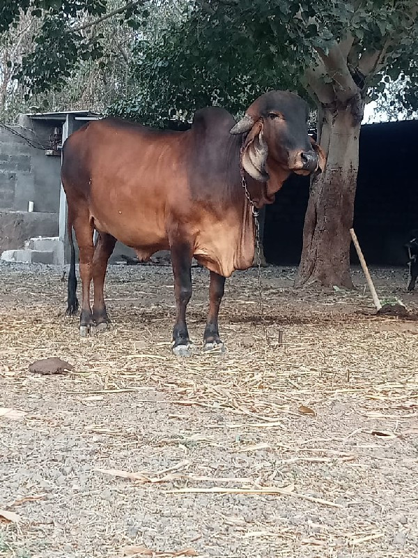 ગીર ગા