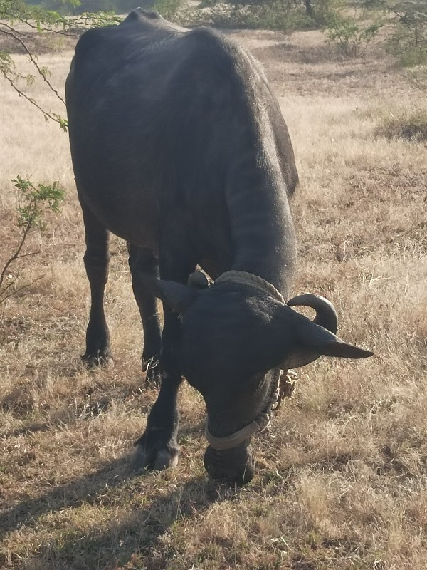 ખળેલી વેચવાની છ...