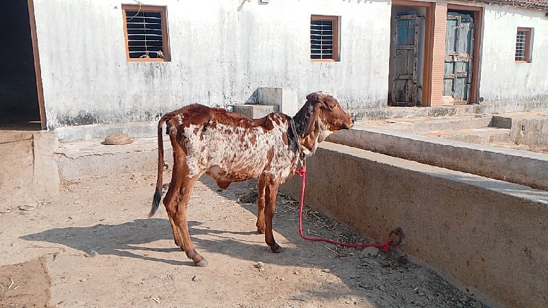 સાટા કરવા ના છે