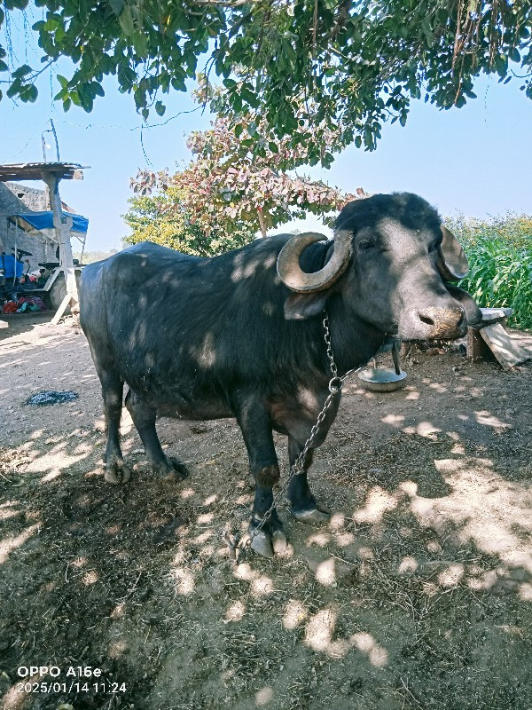 ભેંસ વેચવાની છે...