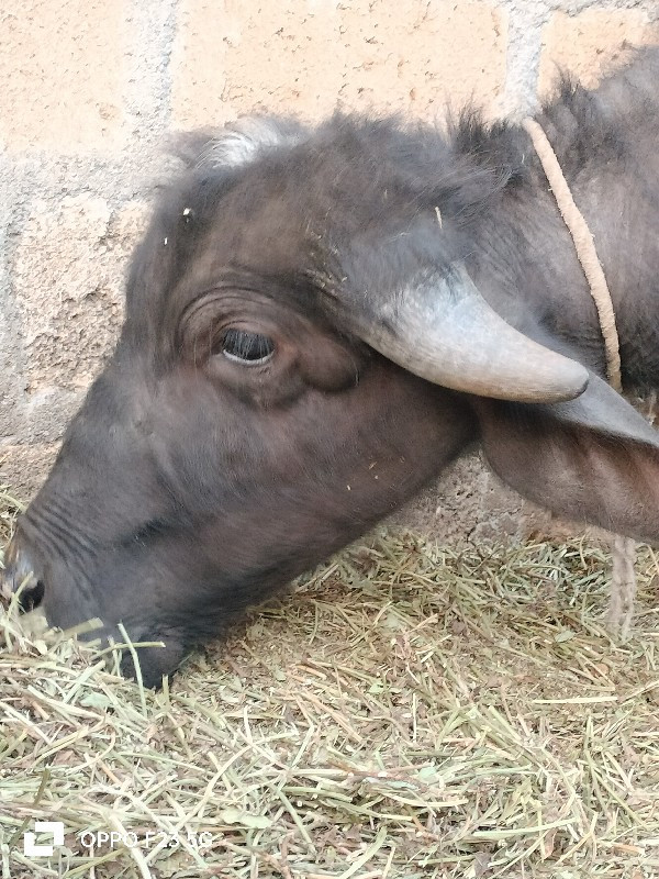 પાડી વેચવાની છે