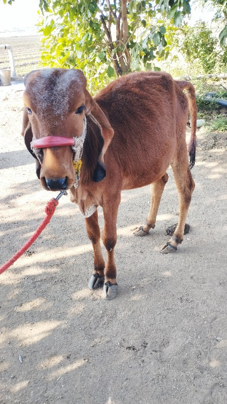 ગીર વાછરડી વેચવ...