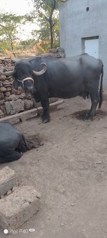 મસરી ભાઈ