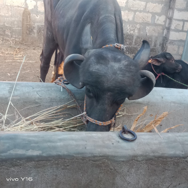 કરેલું વેચવાની...