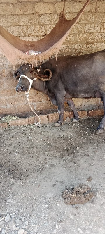 ભેંશ વેશવાની બિ...