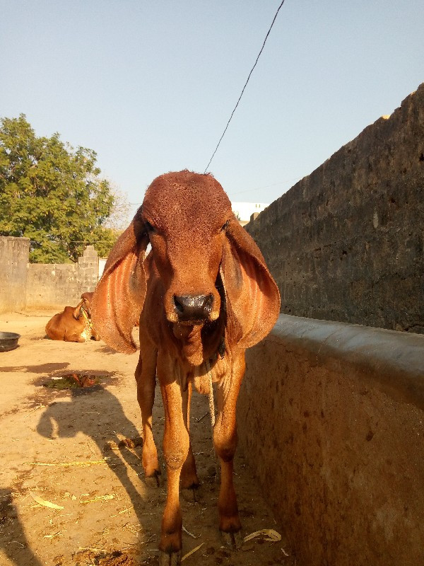 ગાય વેચવાની છે