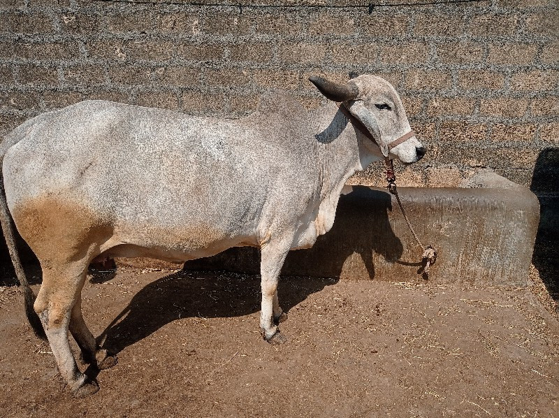 ગાય વેચવાની છે