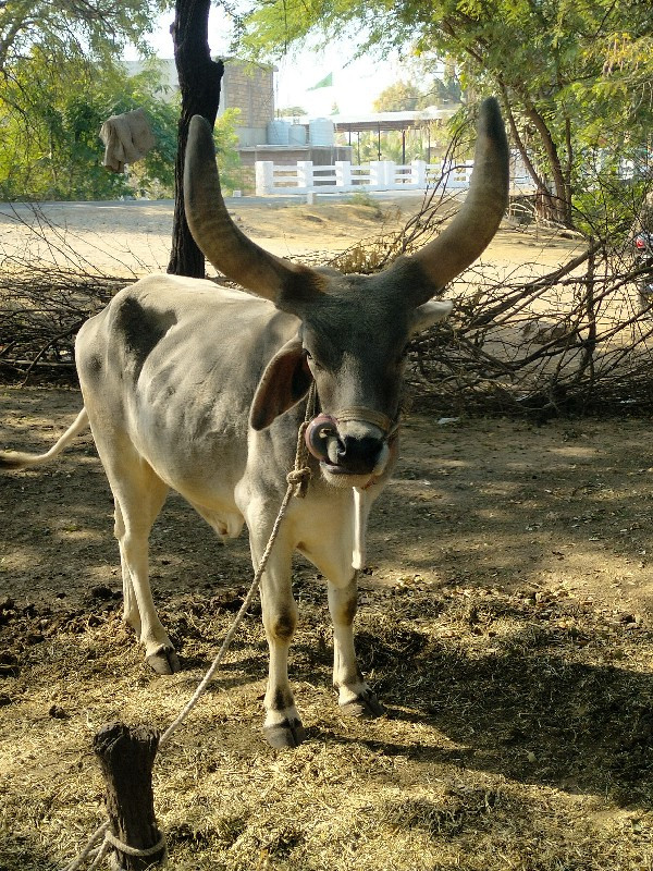 સીમાસી મેંદરડા...