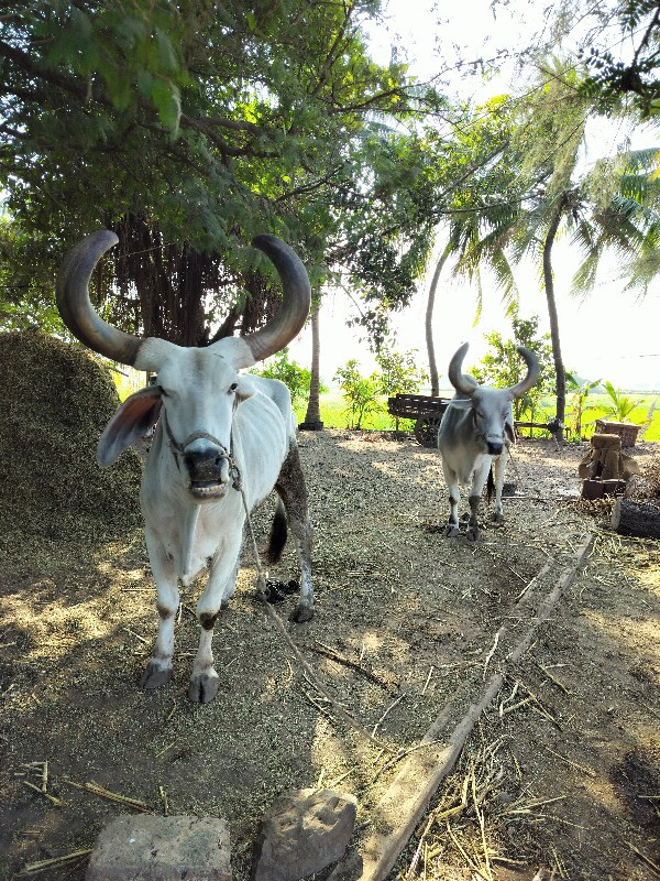 બળદ