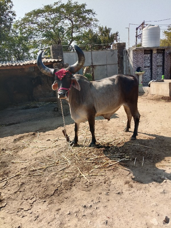 બડદ વેંચવાનો છે