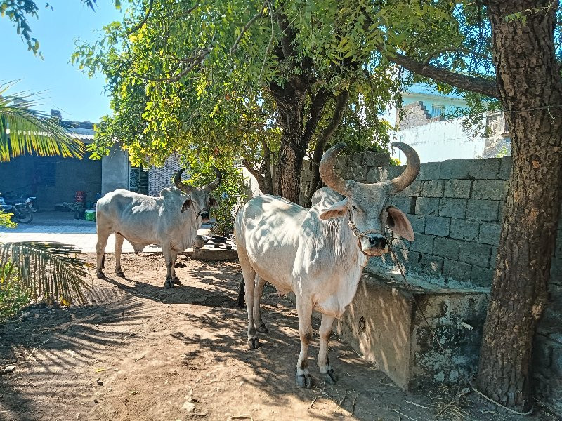 ગોધલા વેચવાના...