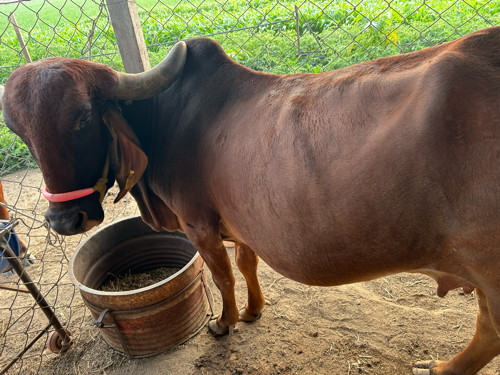 ગીર ગાય વેચવાની...