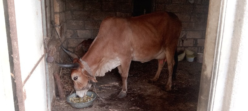 વલ્લભભાઈ બાબુભા...