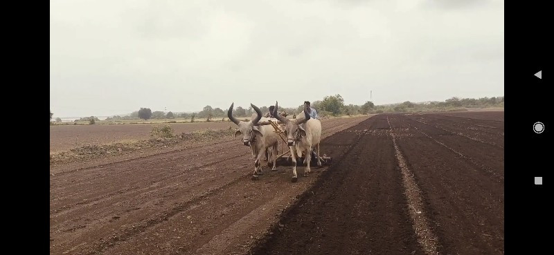 વેચવા ના છે