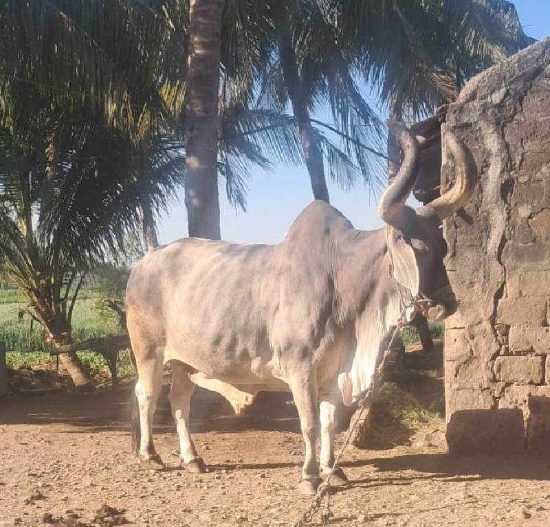 બળદ વેચવાનો છે