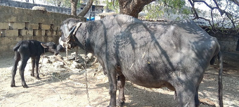 ભેંસ વેચવાની છે