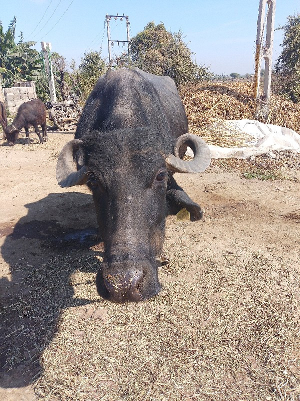 ભેશ વેચવાની છે