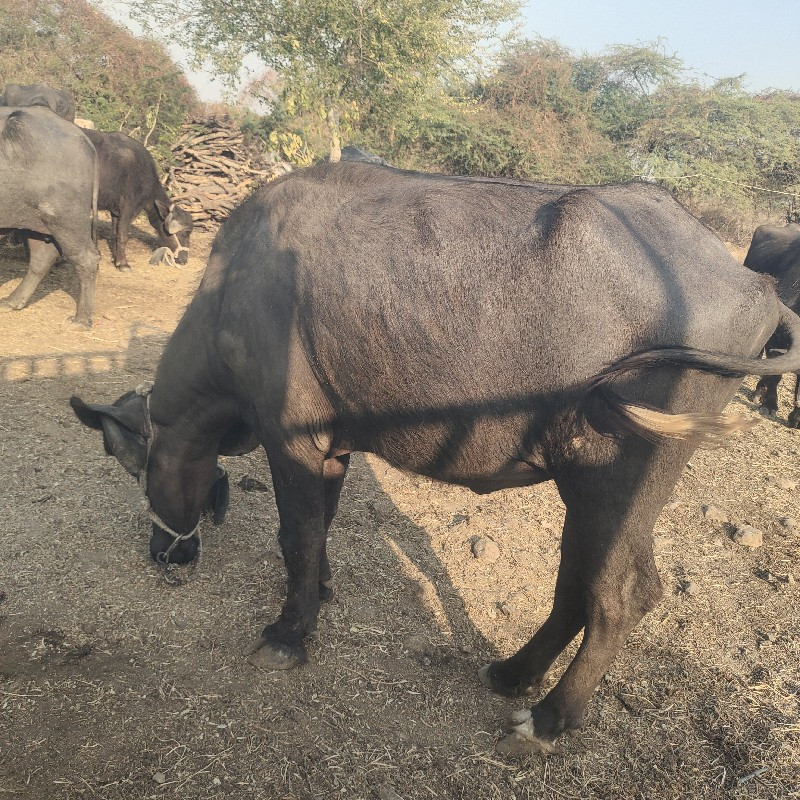 ગામ રાજપરા