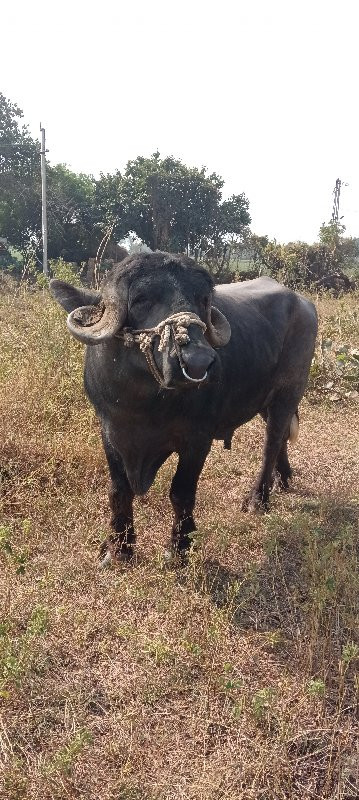 પાડો વેચવા નો છ...