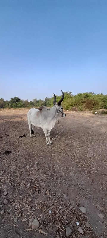 બળદ વેચવા નો છે