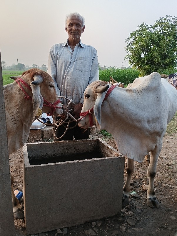 ગોધલા વેચવાના છ...