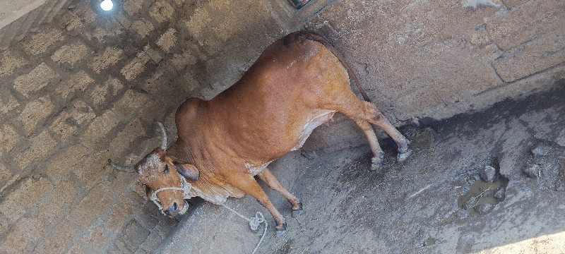 આ ગાય વેશવાનીછે