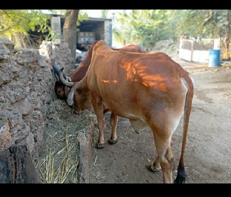 બળદ વેસવાના છે