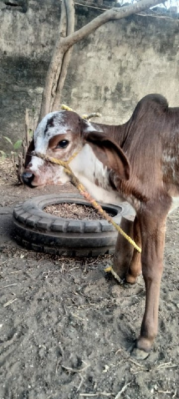 ગાય વેચવાની છે